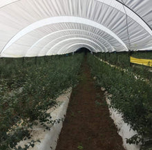 Cargar imagen en el visor de la galería, Plástico Blanco Lechoso 25% Sombra – Protección y Control de Luz para Invernaderos