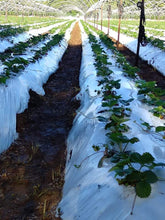 Cargar imagen en el visor de la galería, Acolchado Agrícola Plástico – Control de Malezas y Conservación de Humedad