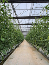 Cargar imagen en el visor de la galería, Ground Cover – Malla Antimaleza para Control y Protección del Suelo del Invernadero