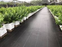 Cargar imagen en el visor de la galería, Ground Cover – Malla Antimaleza para Control y Protección del Suelo del Invernadero