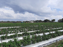 Cargar imagen en el visor de la galería, Acolchado Agrícola Plástico – Control de Malezas y Conservación de Humedad